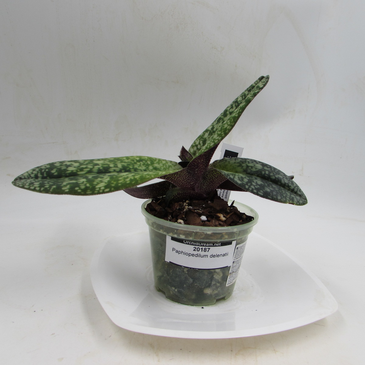 Paphiopedilum sublaeve