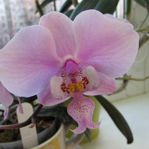 Фаленопсисы / Phalaenopsis