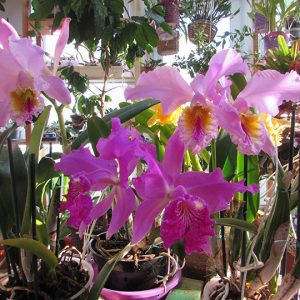 Домашний сад орхидей